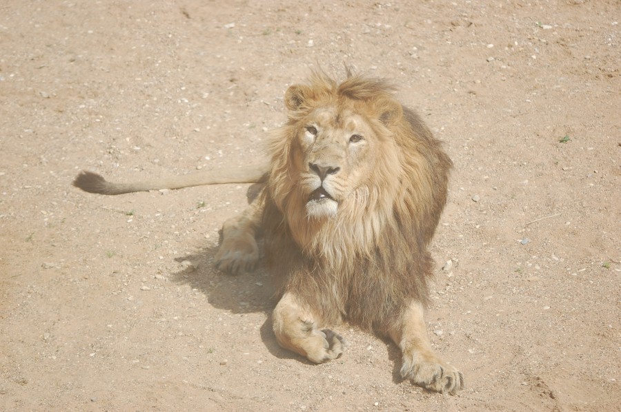 lion d'Asie 1