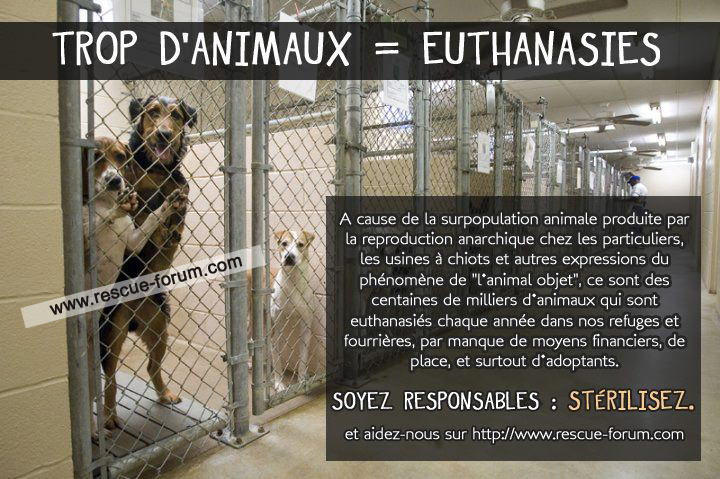 STÉRILISEZ ! Trop d’animaux = euthanasies
