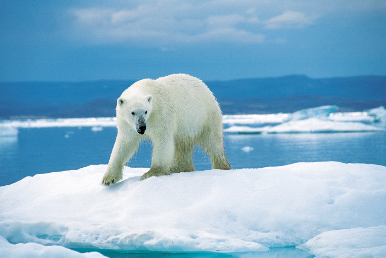 L’ours polaire au tableau de chasse du WWF