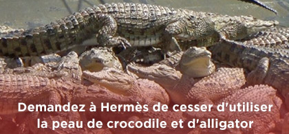 Hermès fait verser des (vraies) larmes aux crocodiles