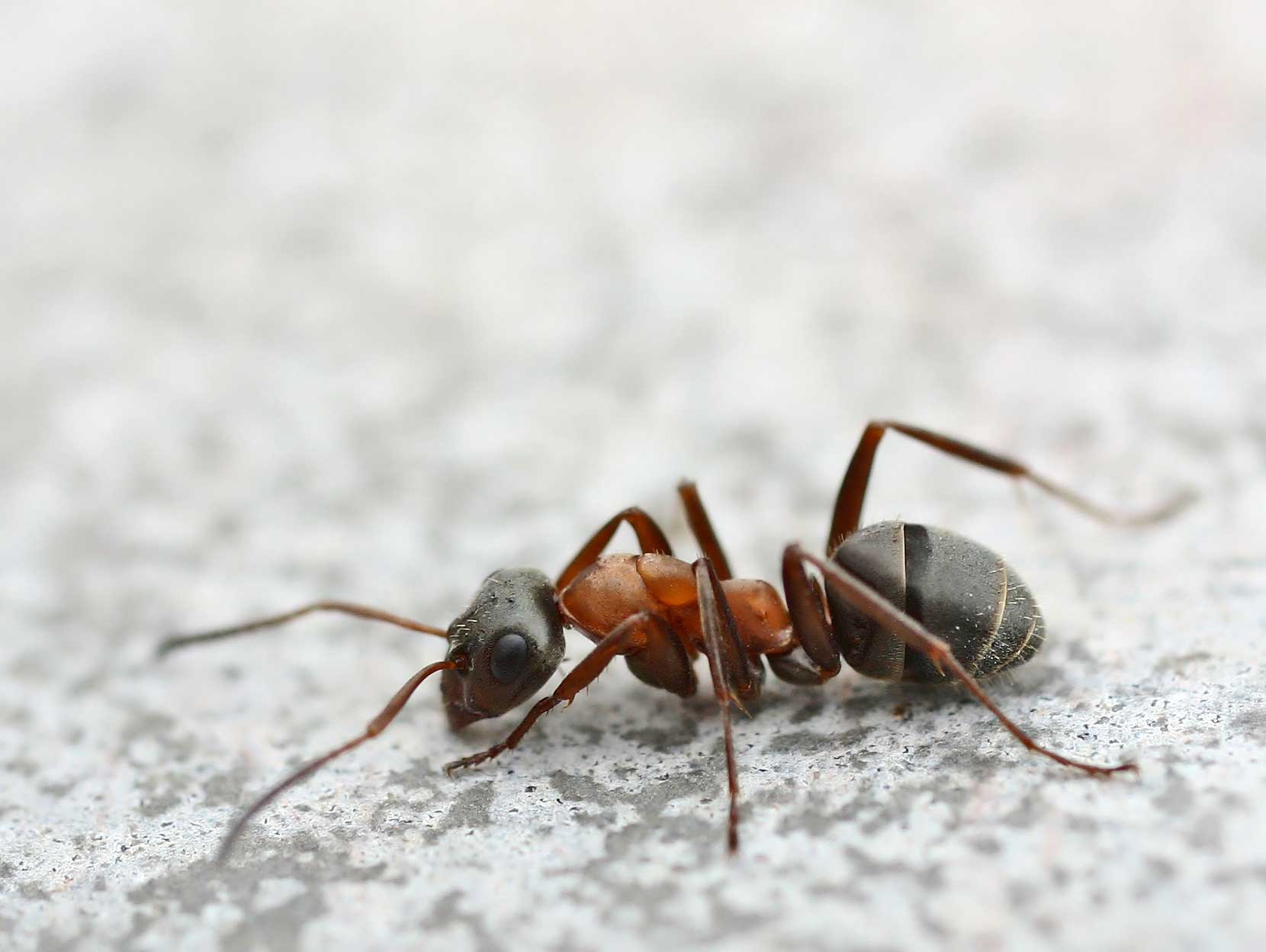 Les fourmis : 1 milliard de milliards de pépiniéristes