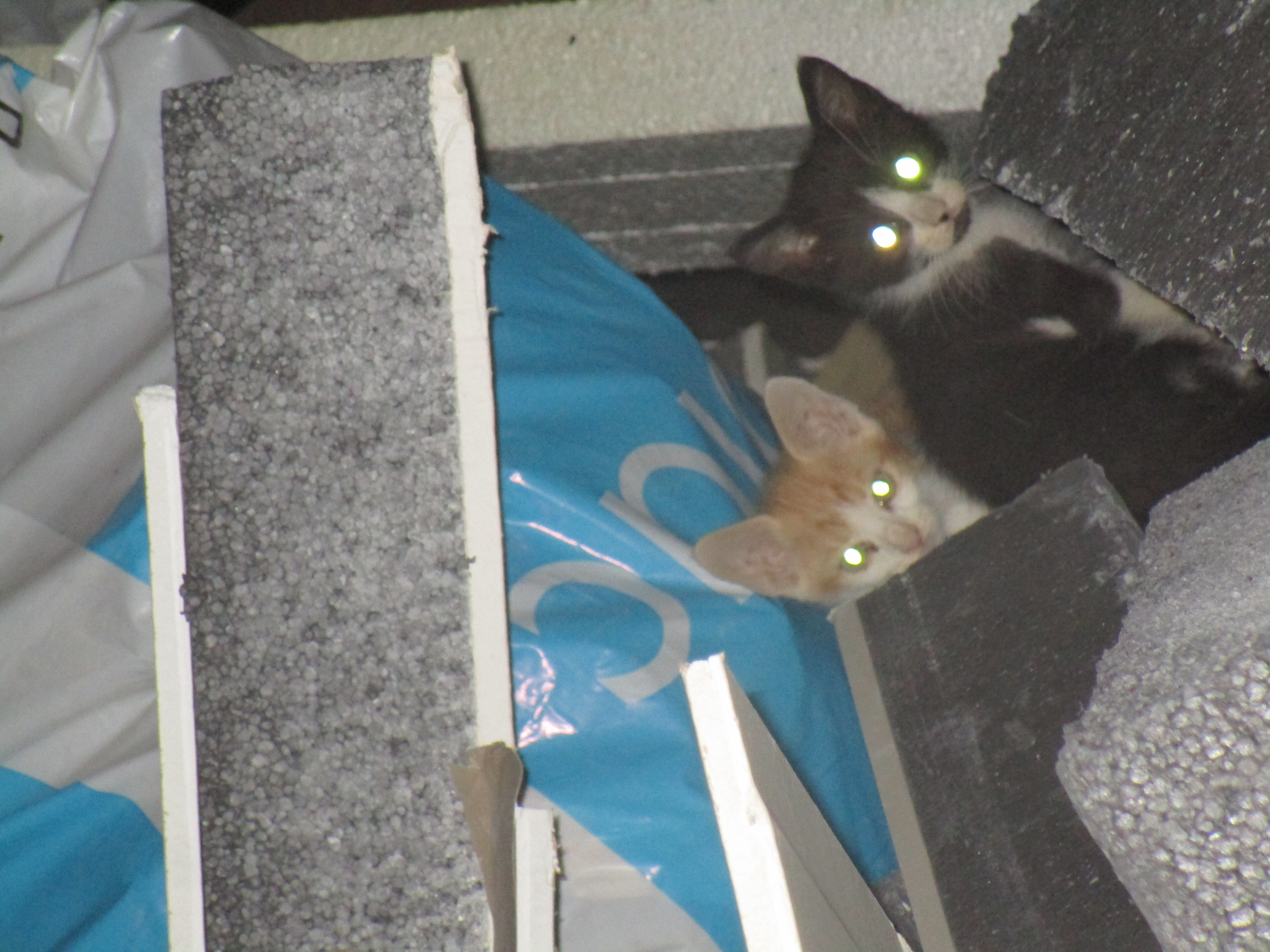 SOS pour 2 chatons abandonnés dans une benne ! 06 70 28 64 40