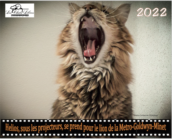 Le calendrier 2024 est arrivé ! – Chats Libres de Nîmes agglo